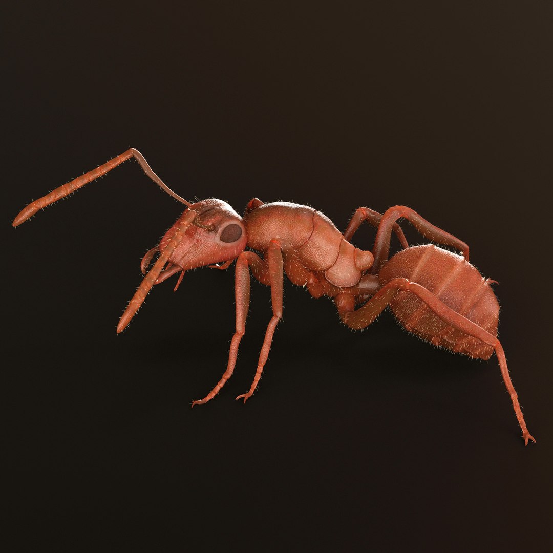 ant animations model https://p.turbosquid.com/ts-thumb/I7/ZIVBPt/U2ZcBo7N/6/jpg/1551051623/1920x1080/fit_q87/27c18e189b35bc94770147226c0f845ef07dee0f/6.jpg