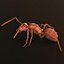 3d Ant Model Realistic & Animated