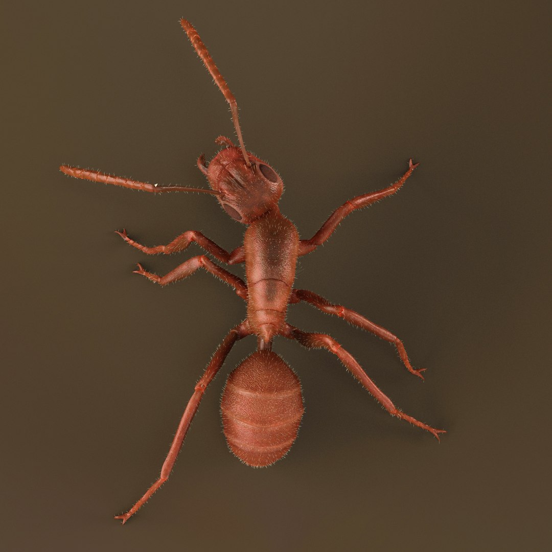 ant animations model https://p.turbosquid.com/ts-thumb/I7/ZIVBPt/sLyXK34s/5/jpg/1551051623/1920x1080/fit_q87/004426d81b16d11ab287a580902a42d9739ee0e8/5.jpg