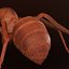 3d Ant Model Realistic & Animated