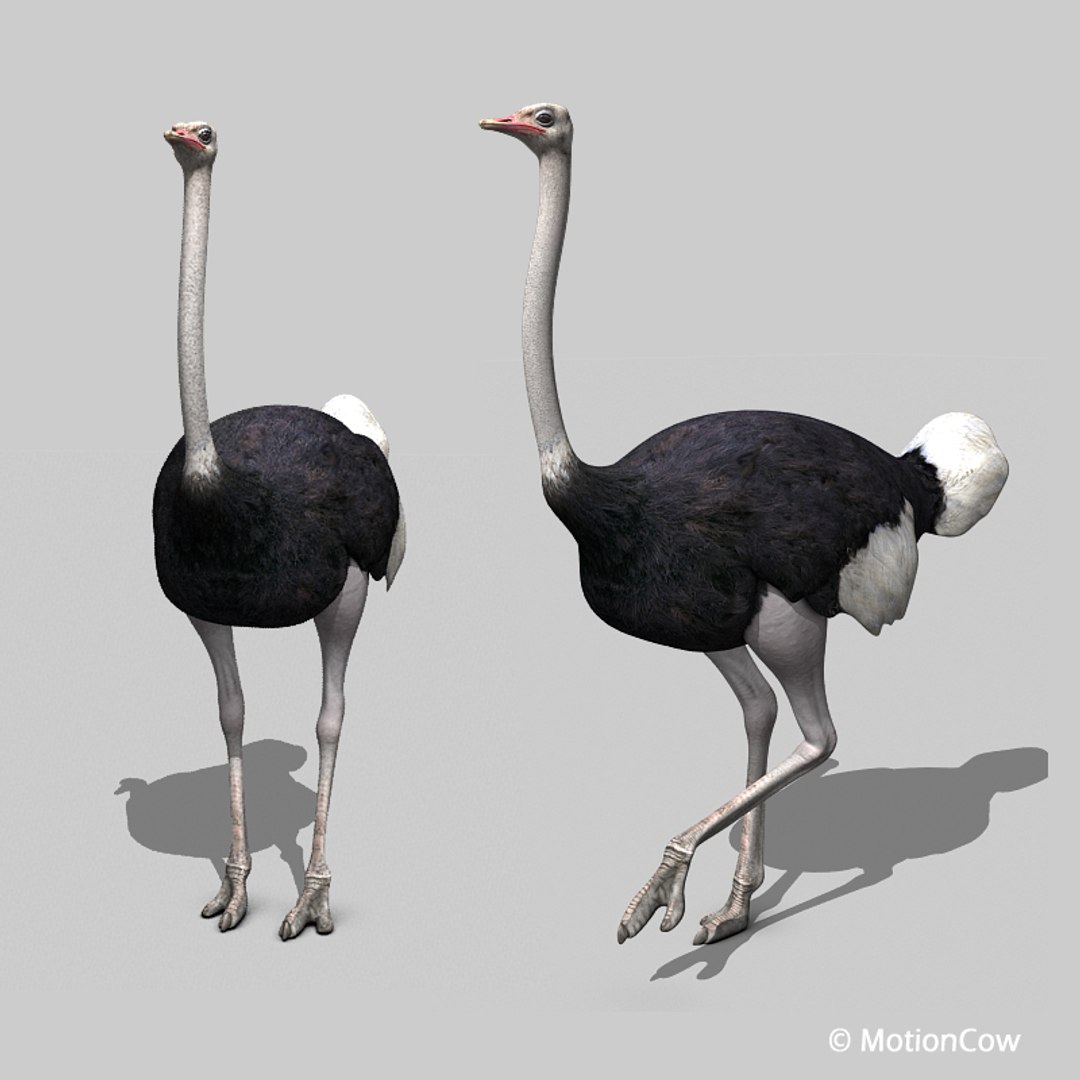 3d bird https://p.turbosquid.com/ts-thumb/I7/eDCsbs/4P/ostrich_b/jpg/1692954016/1920x1080/fit_q87/5ec2bb91948f6a80dac18e724c6f24138a8a5c5d/ostrich_b.jpg