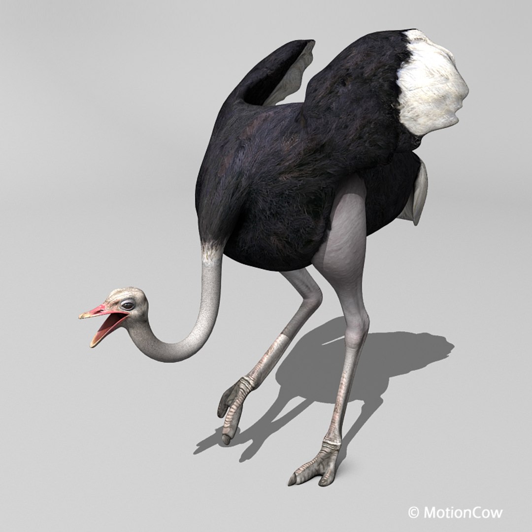 3d bird https://p.turbosquid.com/ts-thumb/I7/eDCsbs/f8/ostrich_d/jpg/1692953960/1920x1080/fit_q87/1beb7478be4d0aaacae929d7128bb49174ad0214/ostrich_d.jpg