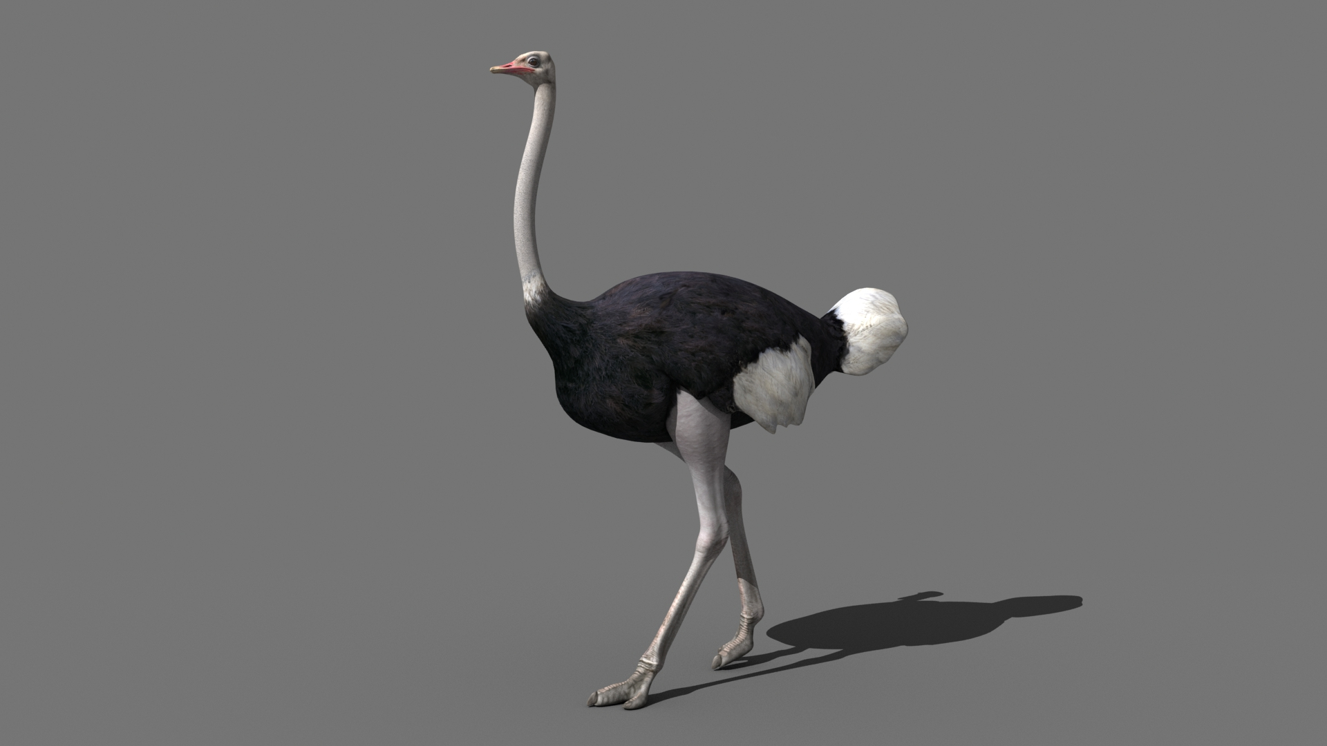 3d bird https://p.turbosquid.com/ts-thumb/I7/eDCsbs/jd/ostrich_2018_07_1/jpg/1693029968/1920x1080/turn_fit_q99/2c64039d7848b64fe45a9e6f093922ed2643fd27/ostrich_2018_07_1-1.jpg