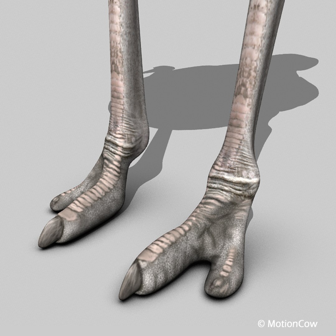 3d bird https://p.turbosquid.com/ts-thumb/I7/eDCsbs/mu/ostrich_i/jpg/1692954062/1920x1080/fit_q87/a9ce0949033ce0e7d460d604c88796d44d6edb92/ostrich_i.jpg