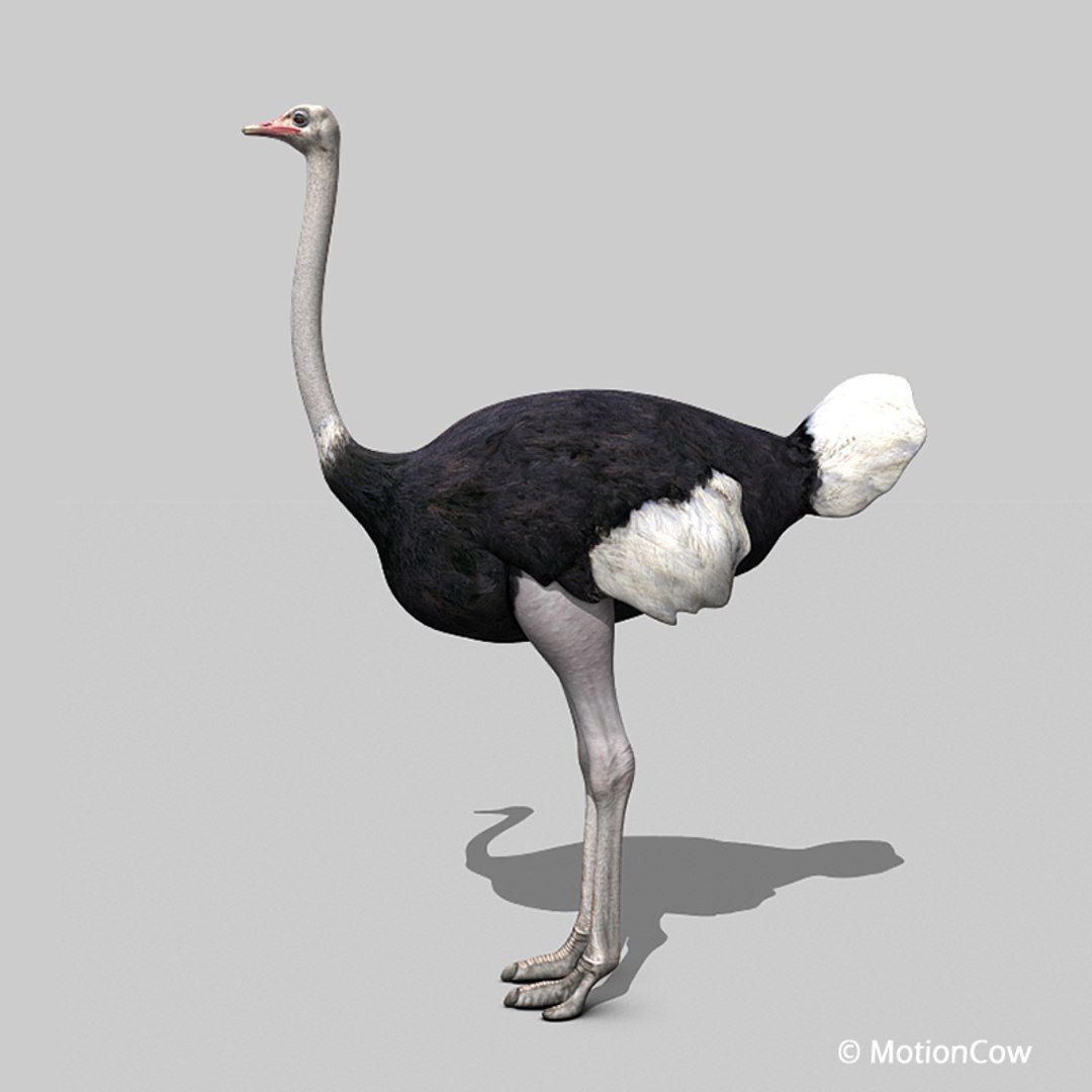 3d bird https://p.turbosquid.com/ts-thumb/I7/eDCsbs/mw/ostrich_c/jpg/1692953943/1920x1080/fit_q87/f896cdac7b23a097a1d8be73d3b8d43e9fc056c5/ostrich_c.jpg