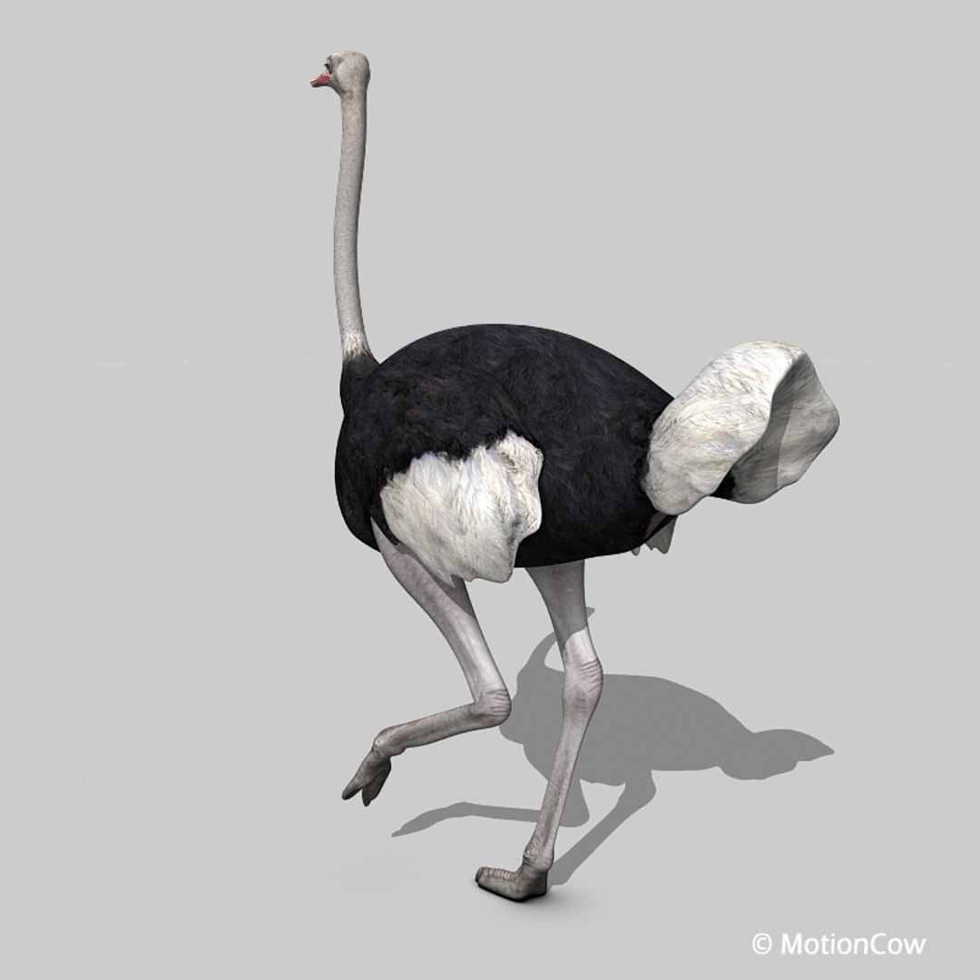 3d bird