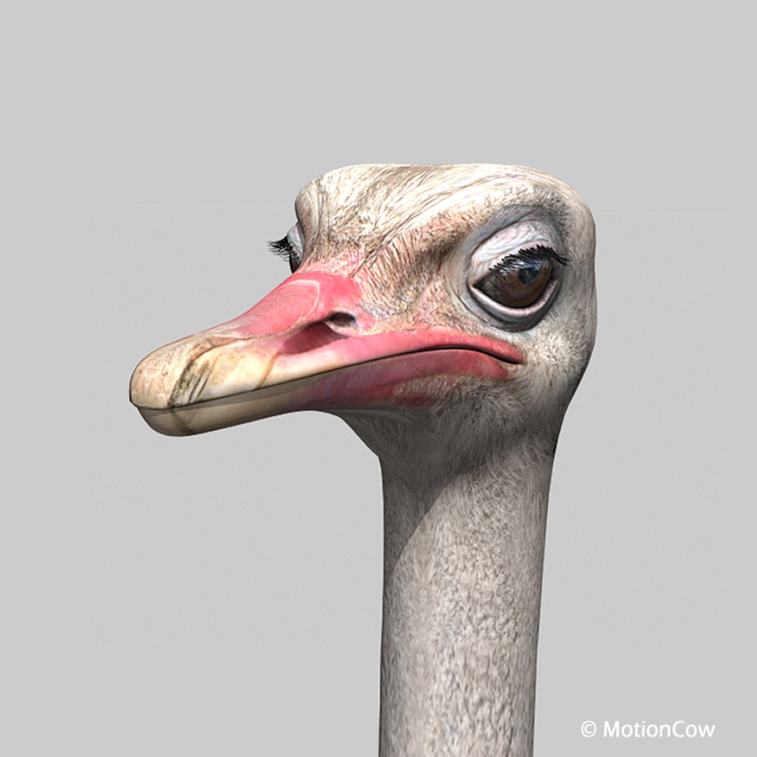 3d bird https://p.turbosquid.com/ts-thumb/I7/eDCsbs/rL/ostrich_h/jpg/1692954053/1920x1080/fit_q87/1a509d831f308dc525adb3a9f37bec2203d1b5d2/ostrich_h.jpg