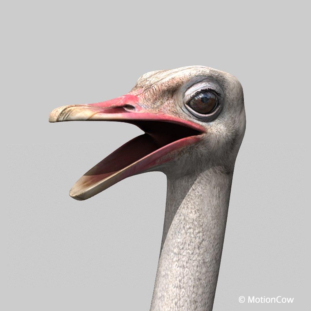 3d bird https://p.turbosquid.com/ts-thumb/I7/eDCsbs/wF/ostrich_g/jpg/1692954052/1920x1080/fit_q87/8b2459025491618cada571d845892a6d450962b0/ostrich_g.jpg