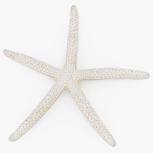 3D Finger Starfish model