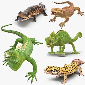 3D lizards rigged