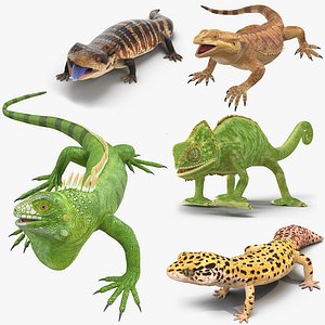 Lizards Rigged Collection for Maya