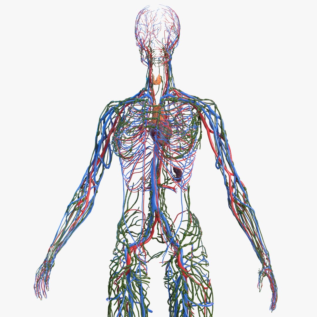 Female Circulatory and Lymphatic System Anatomy 3D model preview