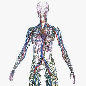 Female Circulatory and Lymphatic System Anatomy
