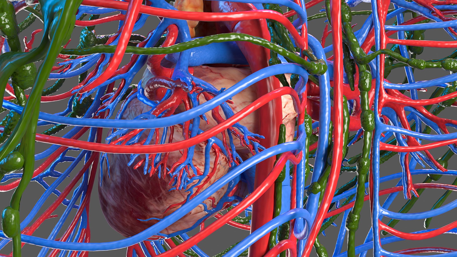 3D female circulatory lymphatic anatomy - TurboSquid 1606763