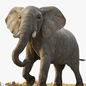 African Elephant Photoreal - UDIM Textures XGen Fur Rigged Maya model