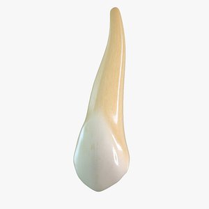Upper Canine