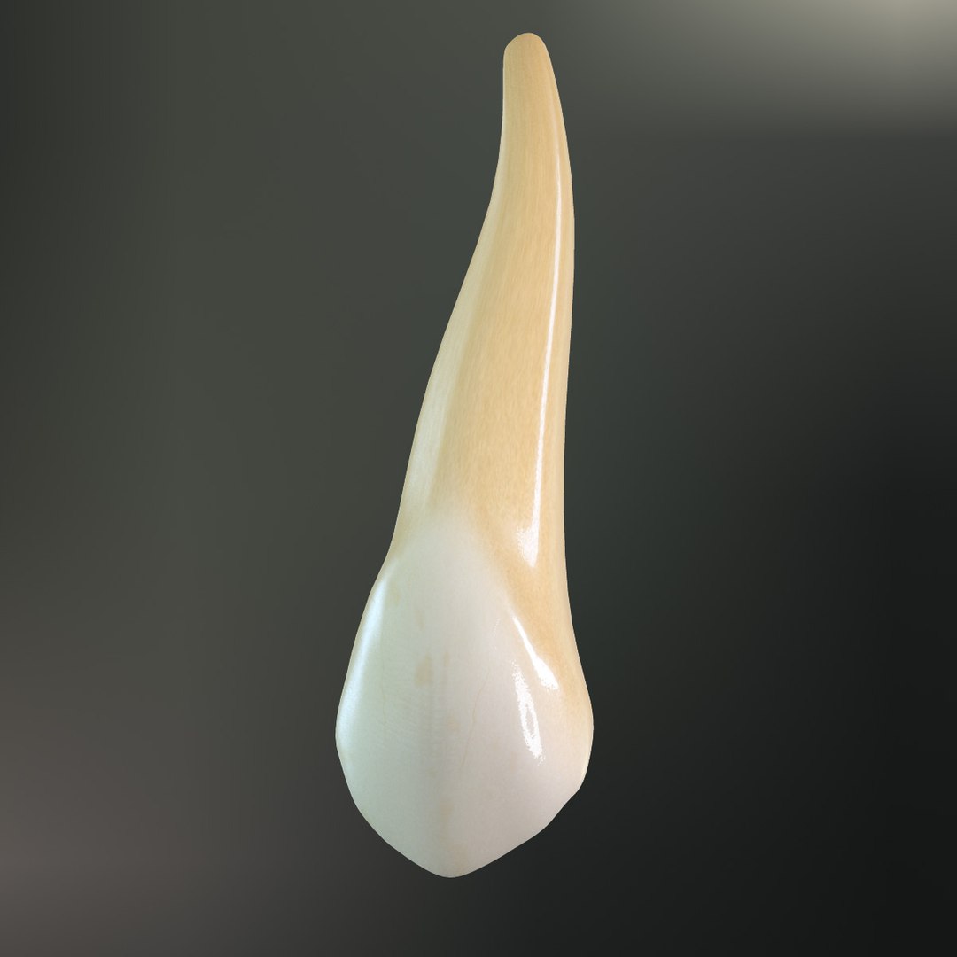 Tooth Upper Canine 3d Max