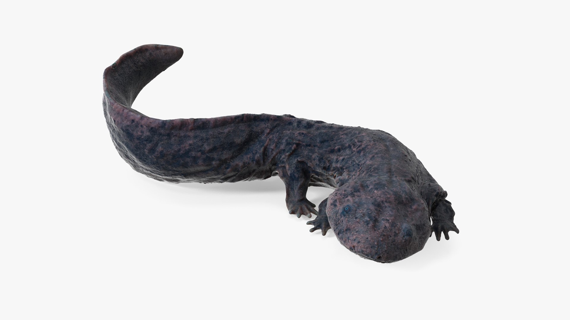 Andrias Davidianus Dark Wet Rigged for Cinema 4D 3D model preview