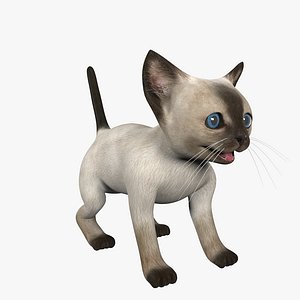 Kitten Siamese