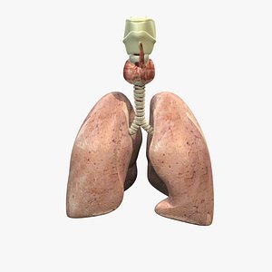 Lungs Anatomy