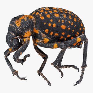 Brachycerus Ornatus Remastered model