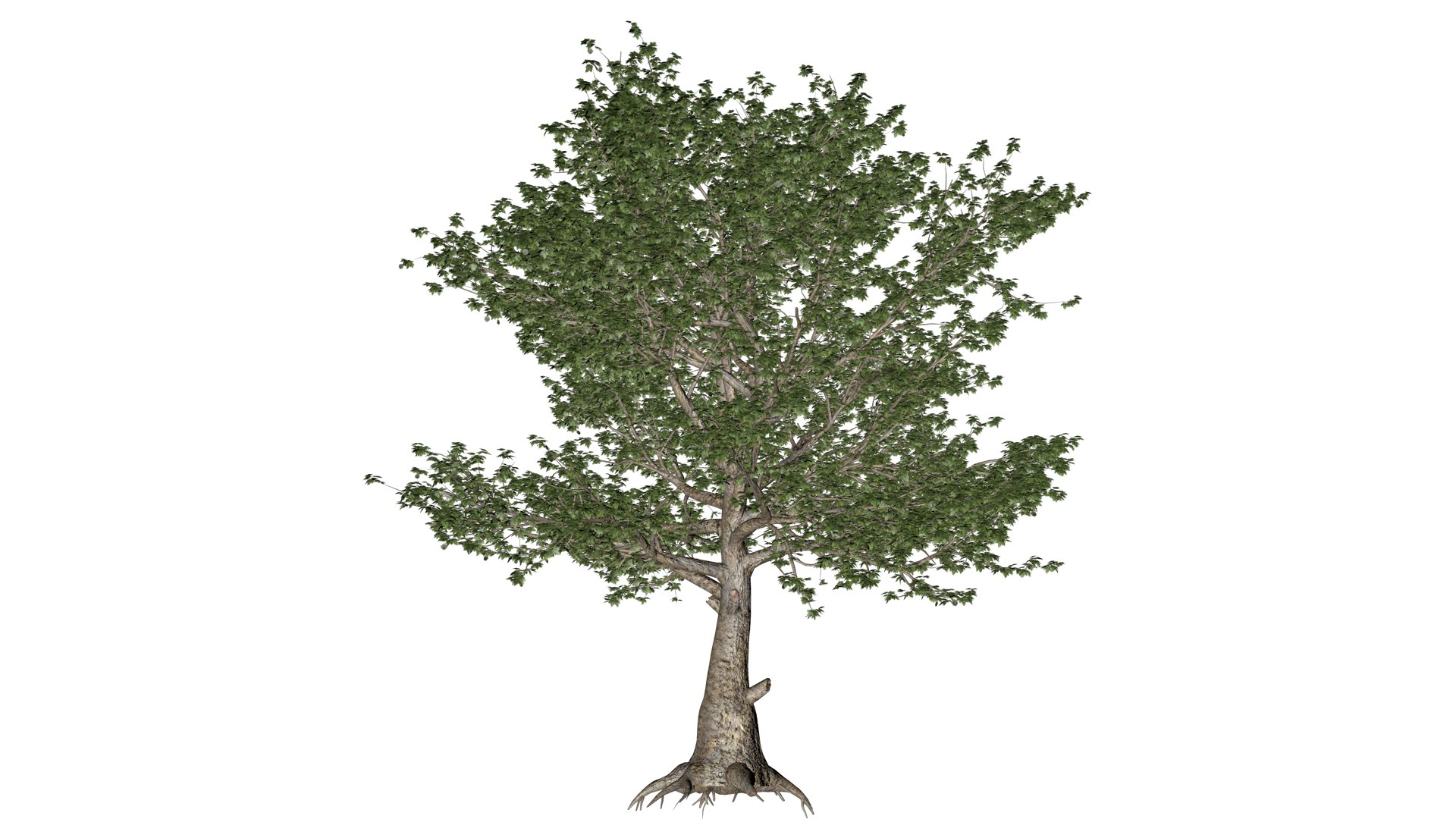 American Sycamore Tree - 05 - 3D Model - TurboSquid 2374314
