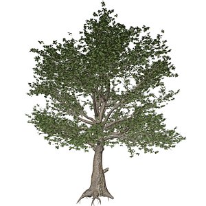 American Sycamore Tree - 05 - 3D model