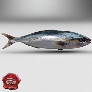 herring fish obj