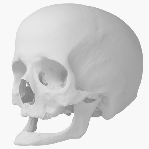 3d real human skull scan model