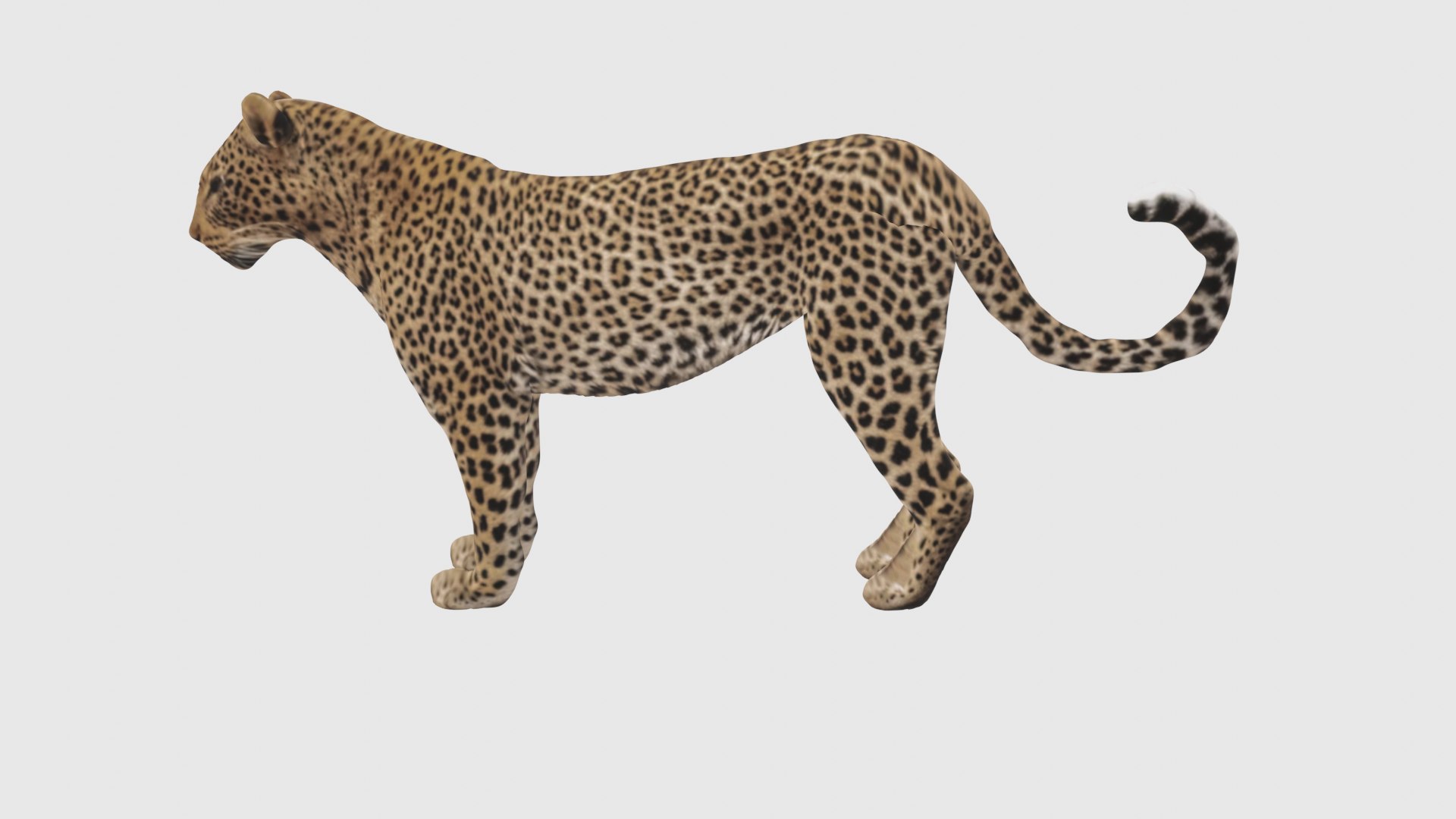 Low Poly Leopard Rigged With Realistic Texture 3D Model - TurboSquid ...