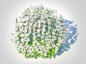 3D Arabis caucasica -Snow Cap model