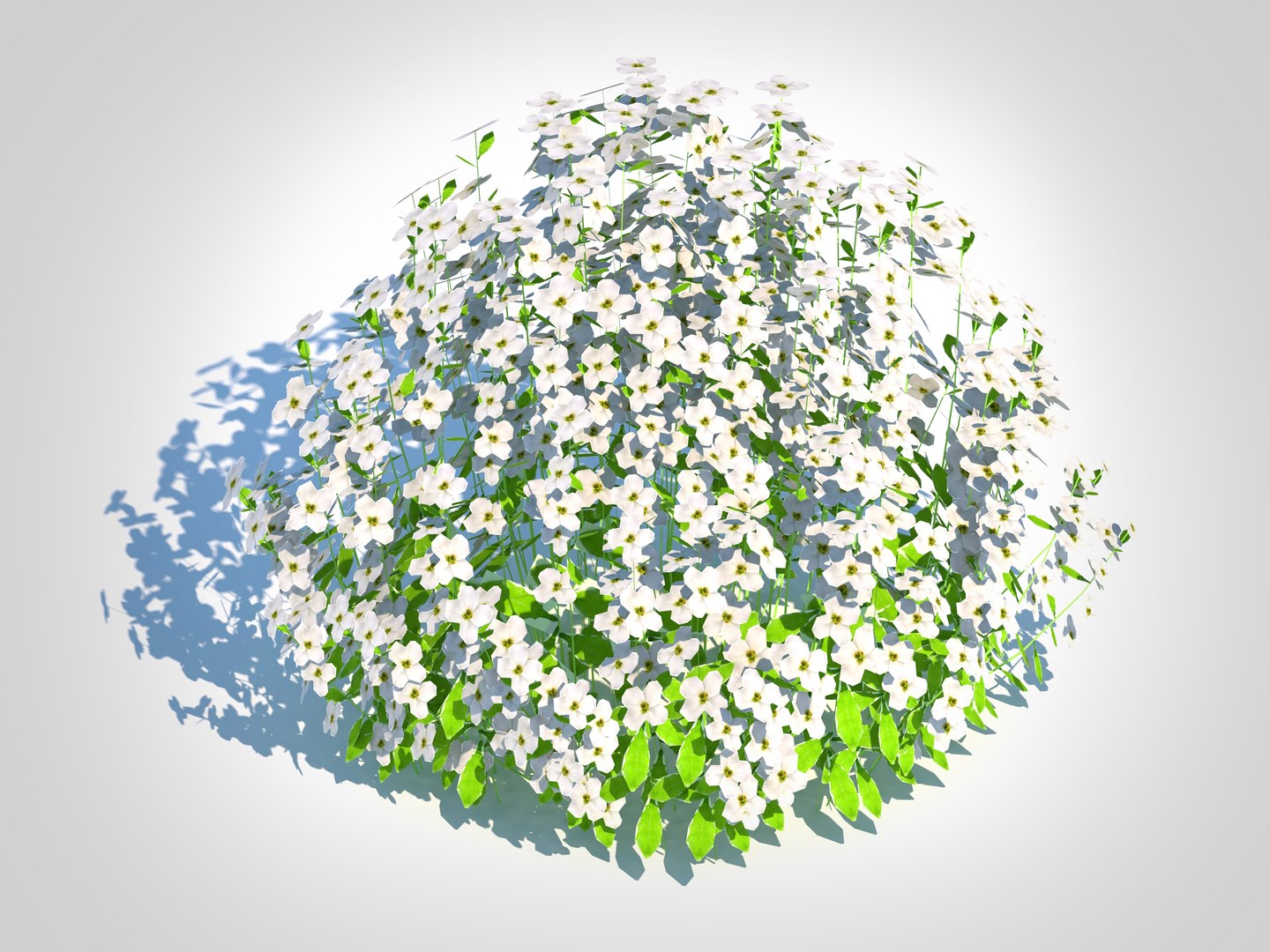 3D Arabis caucasica -Snow Cap model https://p.turbosquid.com/ts-thumb/I8/Rv4BUC/cq/2/jpg/1726058682/1920x1080/fit_q87/b6af0148f1520c5c4e1c418d0c663af6ee4f45eb/2.jpg