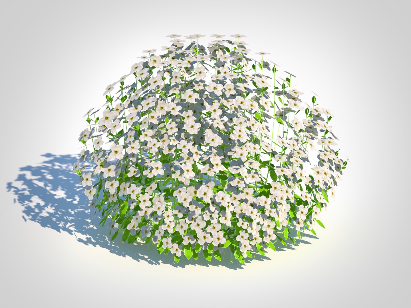 3D Arabis caucasica -Snow Cap model https://p.turbosquid.com/ts-thumb/I8/Rv4BUC/ho/5/jpg/1726058688/1920x1080/fit_q87/83b6ec0678d6e8666a07d38ac9dcc9ab524a7558/5.jpg