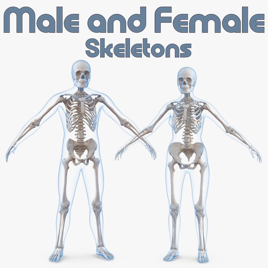 Male female bodies skeletons 3D model - TurboSquid 1273272