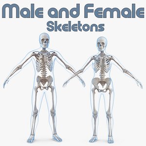 male female bodies skeletons 3D model