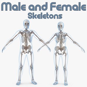 Male and Female Bodies with Skeletons Collection
