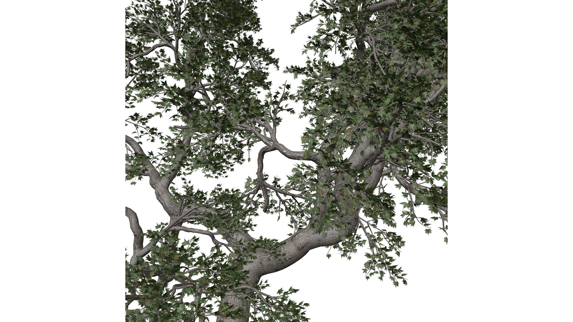 3D Japanese Maple Tree - 03 - - TurboSquid 2376682
