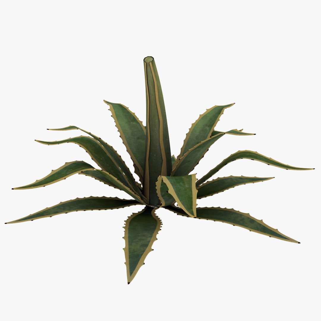 3d Model Of Agave Cornelius Plant