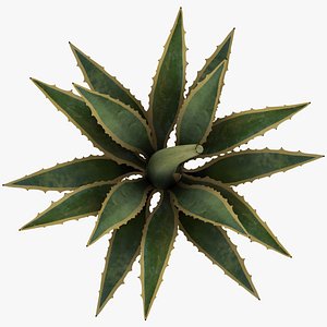 3d model of agave cornelius plant