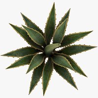 Agave Cornelius