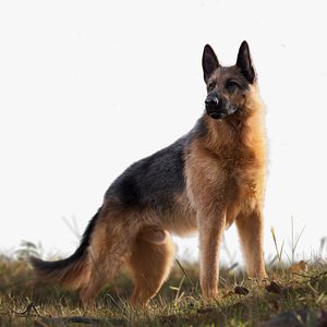 German Shepherd Dog Alsatian - Rigged  Animated  XGen Fur Maya