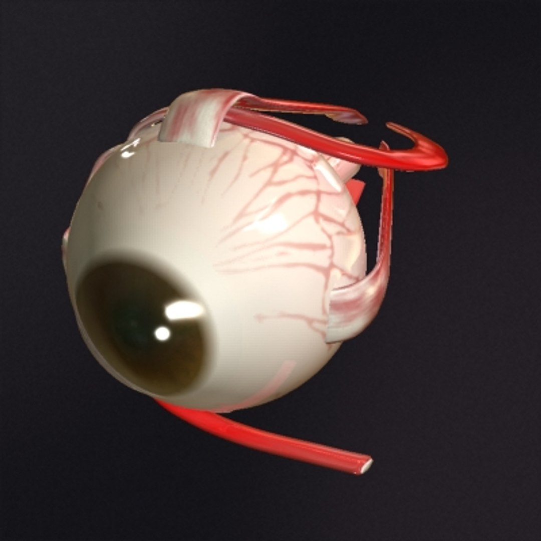 3d Realistic Eye