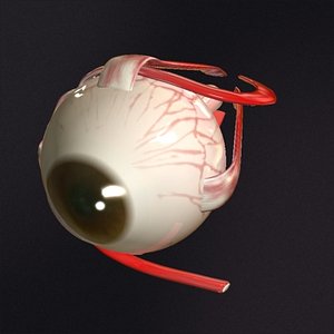 Eye anatomy