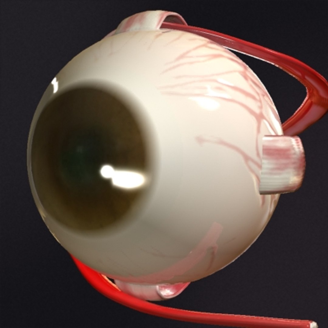 3d Realistic Eye