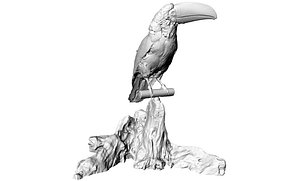 Toucan