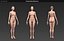 3d model of human body reference