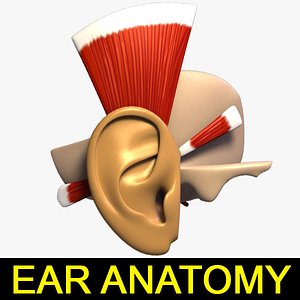 3d model muscles ear anatomy