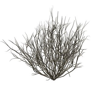 3D Broom Snakeweed Bush - 07 - model