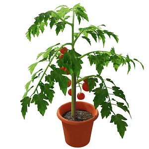 tomato plant 3D