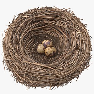 3D bird nest 03 quail model